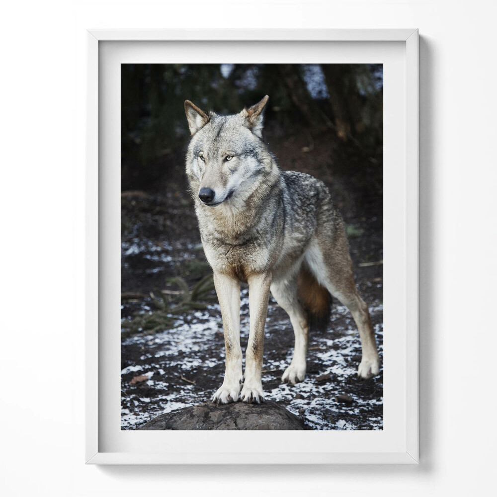 Keretezett kép Vadállat farkas az erdőben