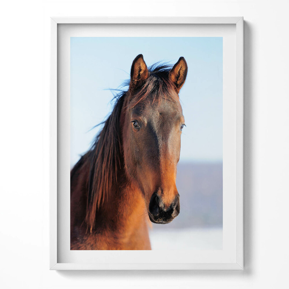 Keretezett kép Barna ló feje
