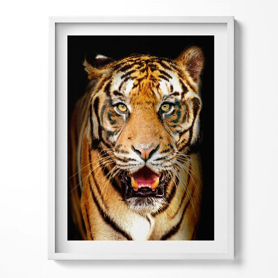 Keretezett kép Kifejező vadmacska tigris