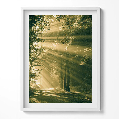 Keretezett kép Napfény az erdőben