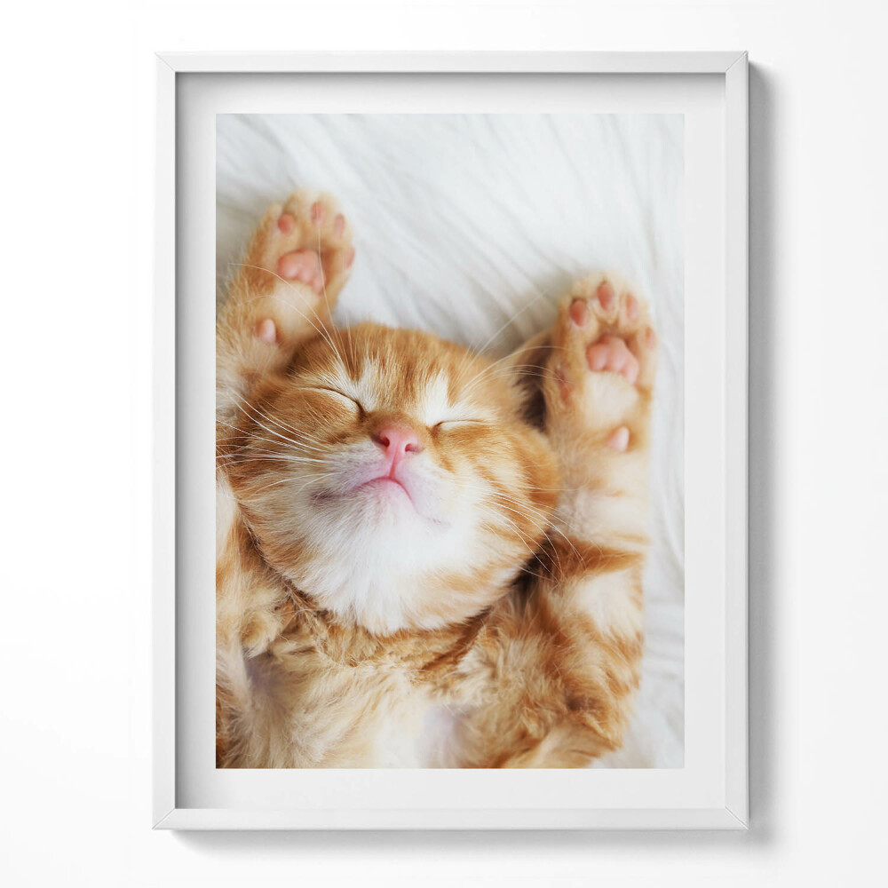 Kép keretben Kis alvó cica