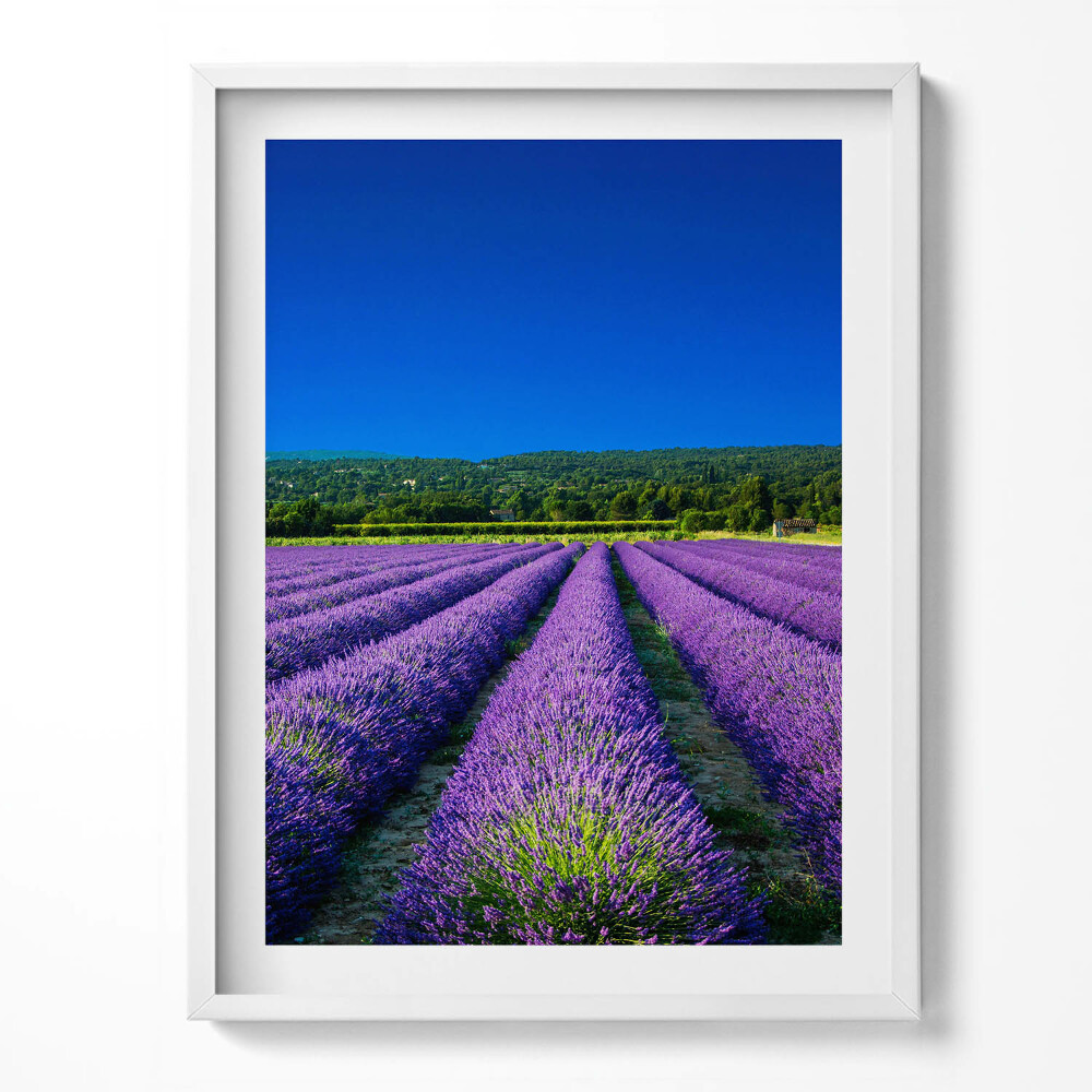 Kép keretben Levendulamező Provence-ban