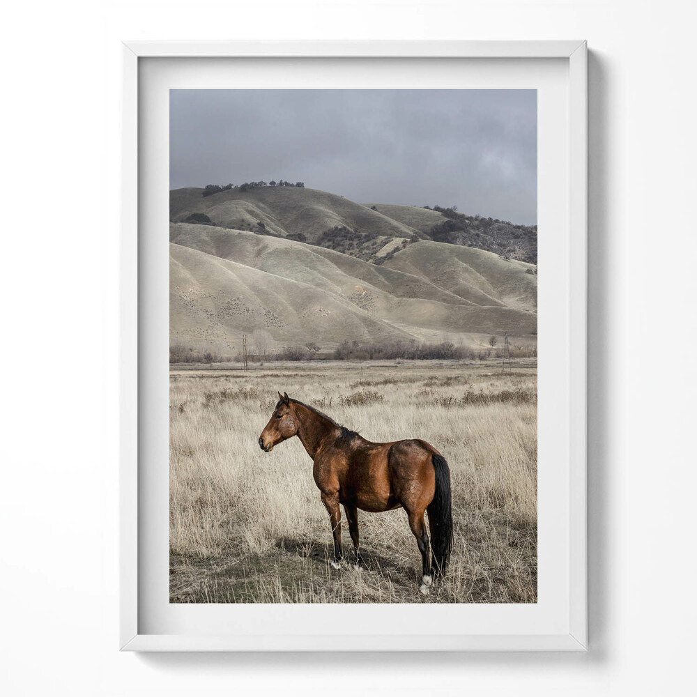 Keretezett kép Ló a fű között