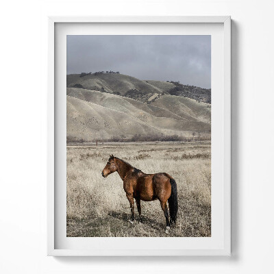 Keretezett kép Ló a fű között