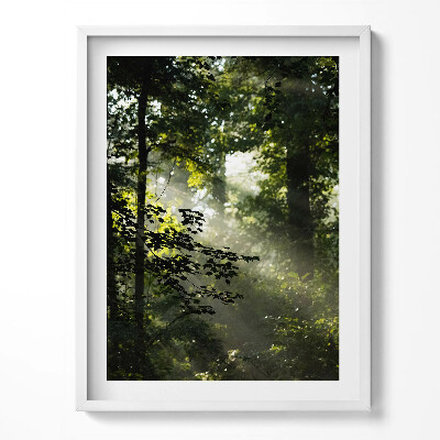Kép keretben Napsugarak és fák