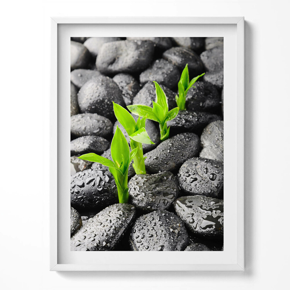 Kép keretben Zöld növények nedves köveken