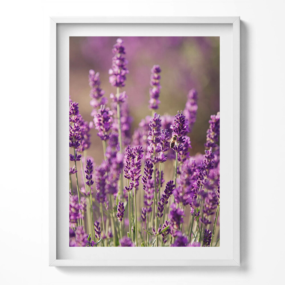 Kép keretben Levendula virágos rét