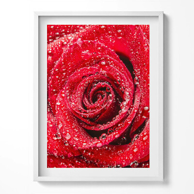 Kép keretben Harmat vörös rózsaszirmokon