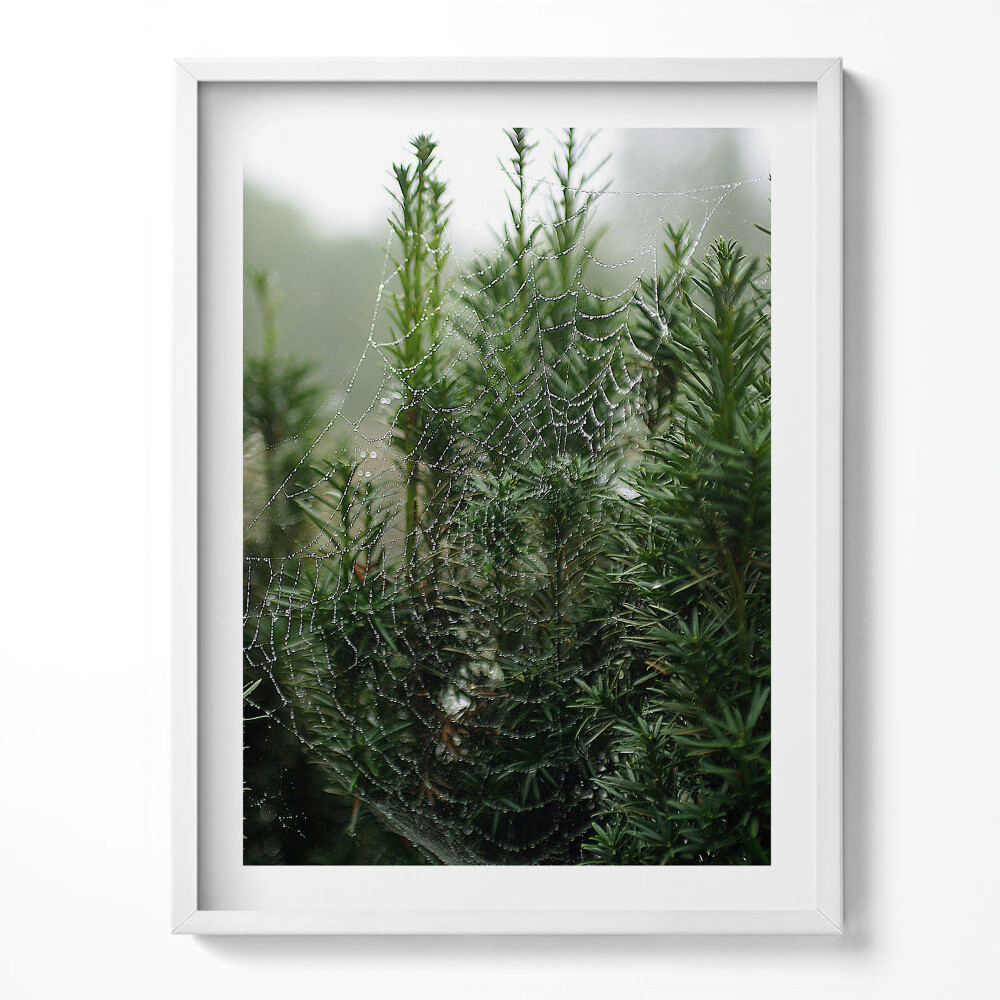 Kép keretben Harmatháló egy fán