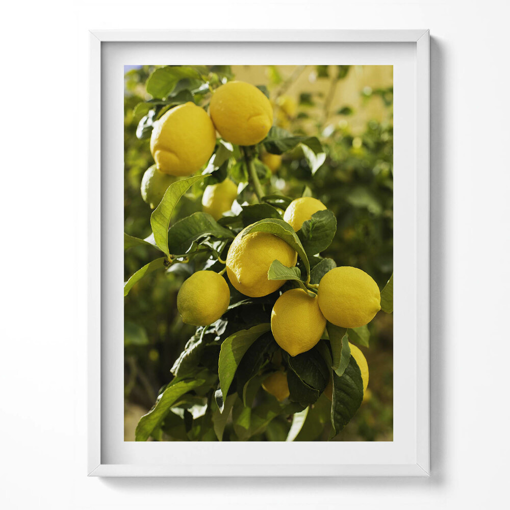 Keretezett kép Szicíliai érett citromok