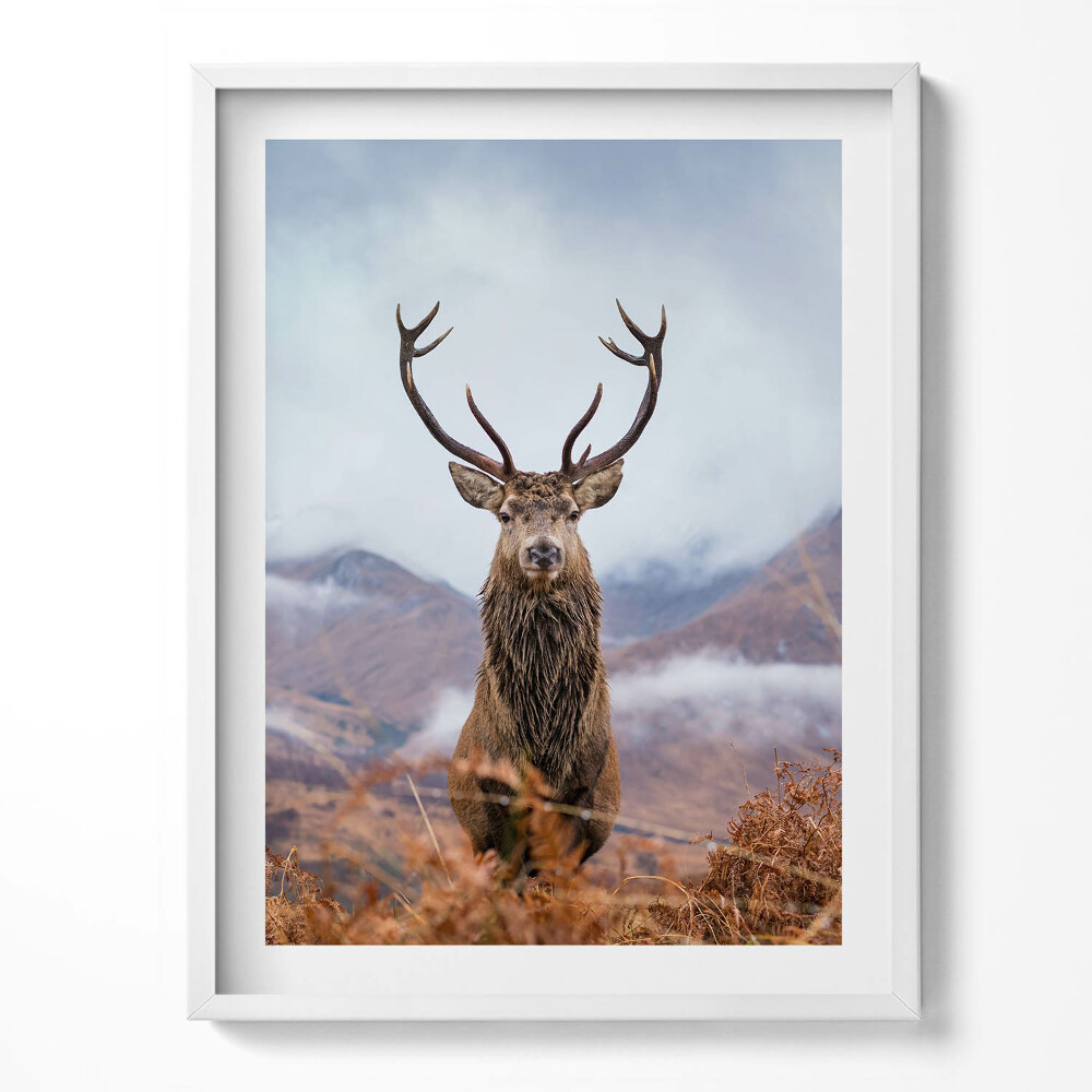 Keretezett kép Szarvas egy hegyi tisztáson