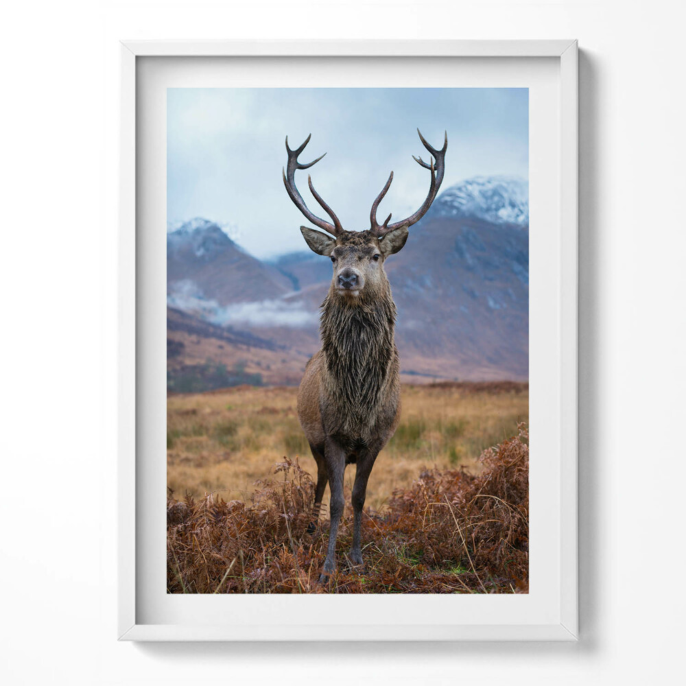 Kép keretben Méltóságteljes szarvas egy hegyi tisztáson