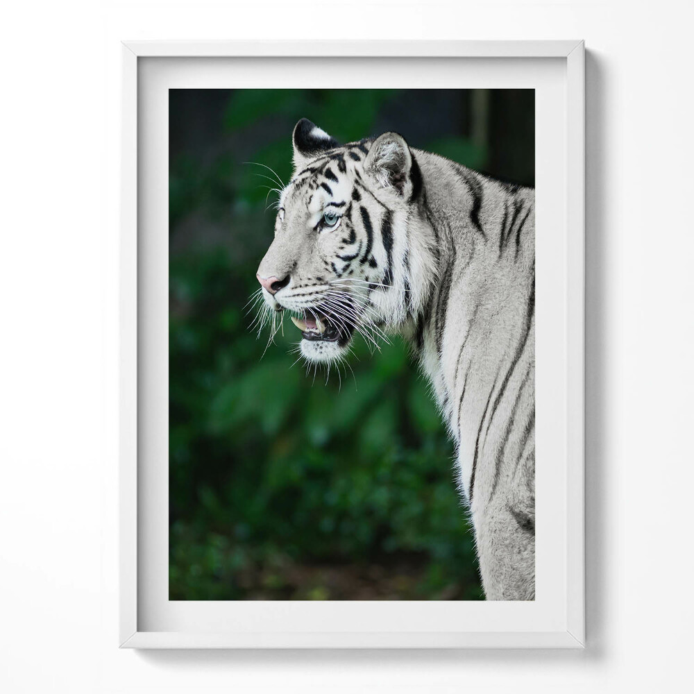 Kép keretben Fehér tigris a dzsungelben
