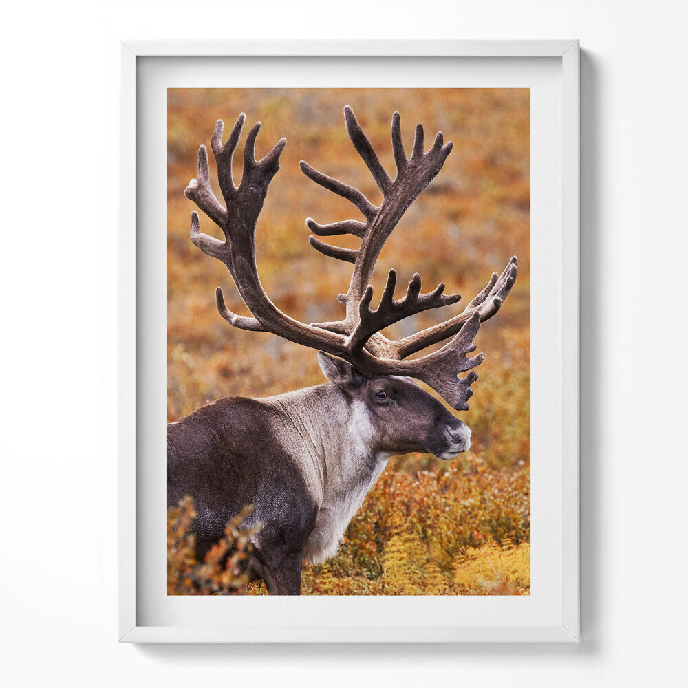 Keretezett kép Csillagos égbolt egy erdő felett