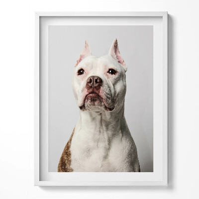 Kép keretben Egy portré egy méltóságteljes kutya