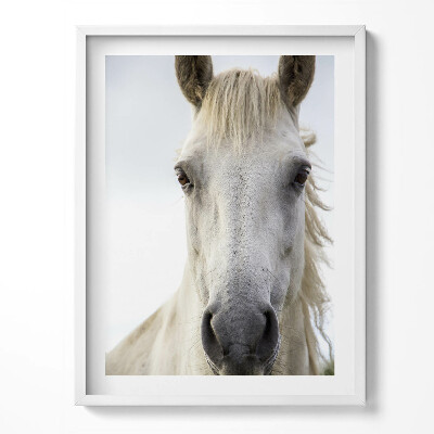 Kép keretben Fehér paripás ló feje
