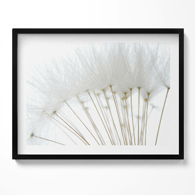 Kép keretben Puhaszálú növények csoportja