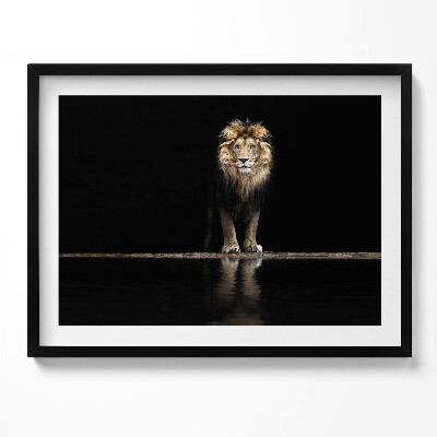 Kép keretben Oroszlán tükörképe sötét háttérrel