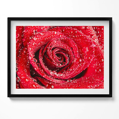 Kép keretben Vörös rózsa cseppekkel
