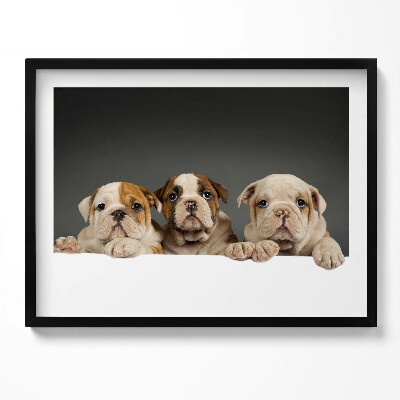 Kép keretben Kutyák arca barátságos kifejezéssel