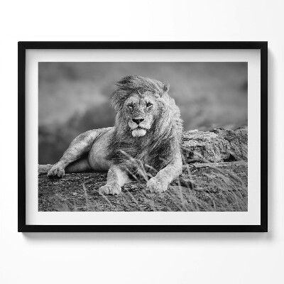 Kép keretben Fekete-fehér oroszlán portréja