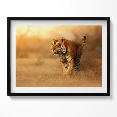 Kép keretben Tigris a fűben