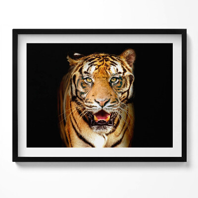 Kép keretben Tigris arca intenzív tekintet