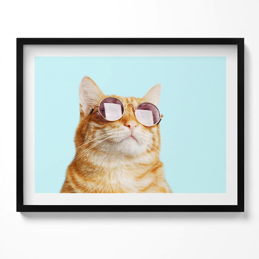 Kép keretben Cicás napszemüveges portré