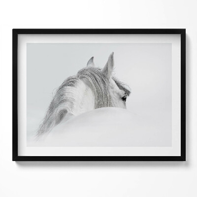 Kép keretben Fehér ló profilja
