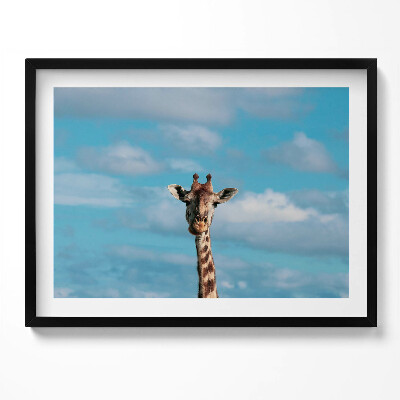 Kép keretben Zsiráf arcképe kék háttérrel