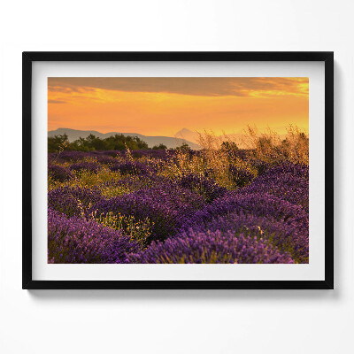 Kép keretben Levendulamező naplementében
