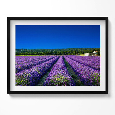 Kép keretben Levendulamezők kék éggel