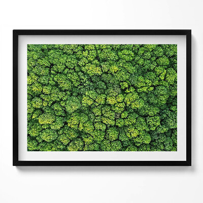 Kép keretben Zöld erdő lombkoronája