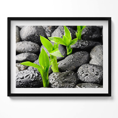 Kép keretben Zöld hajtások fekete köveken
