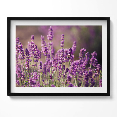 Kép keretben Levendula mező virágai