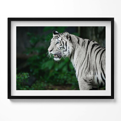 Kép keretben Fehér tigris profilja