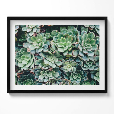 Kép keretben Zöld pozsgás növények