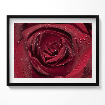Kép keretben Piros rózsa esőcseppekkel