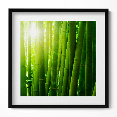 Keretezett falikép Zöld bambuszerdő napfény
