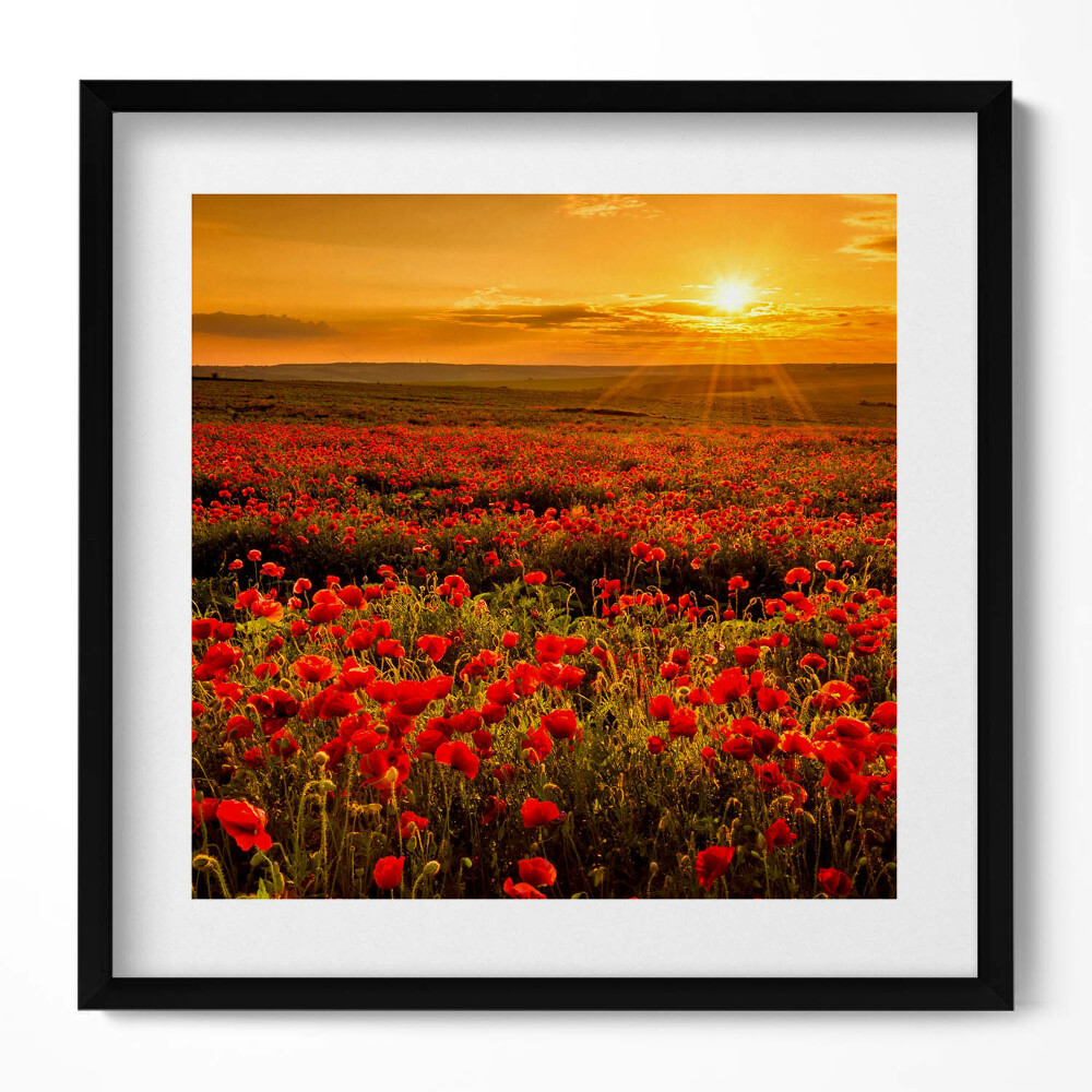 Keretezett falikép Vörös pipacsmező naplementében