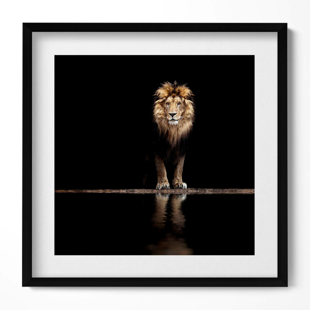 Keretezett falikép Oroszlán tükörképe sötét háttérrel