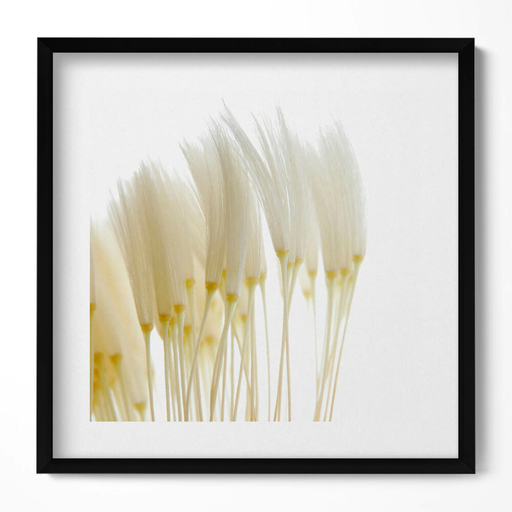 Keretezett falikép Fehér virágok csoportja