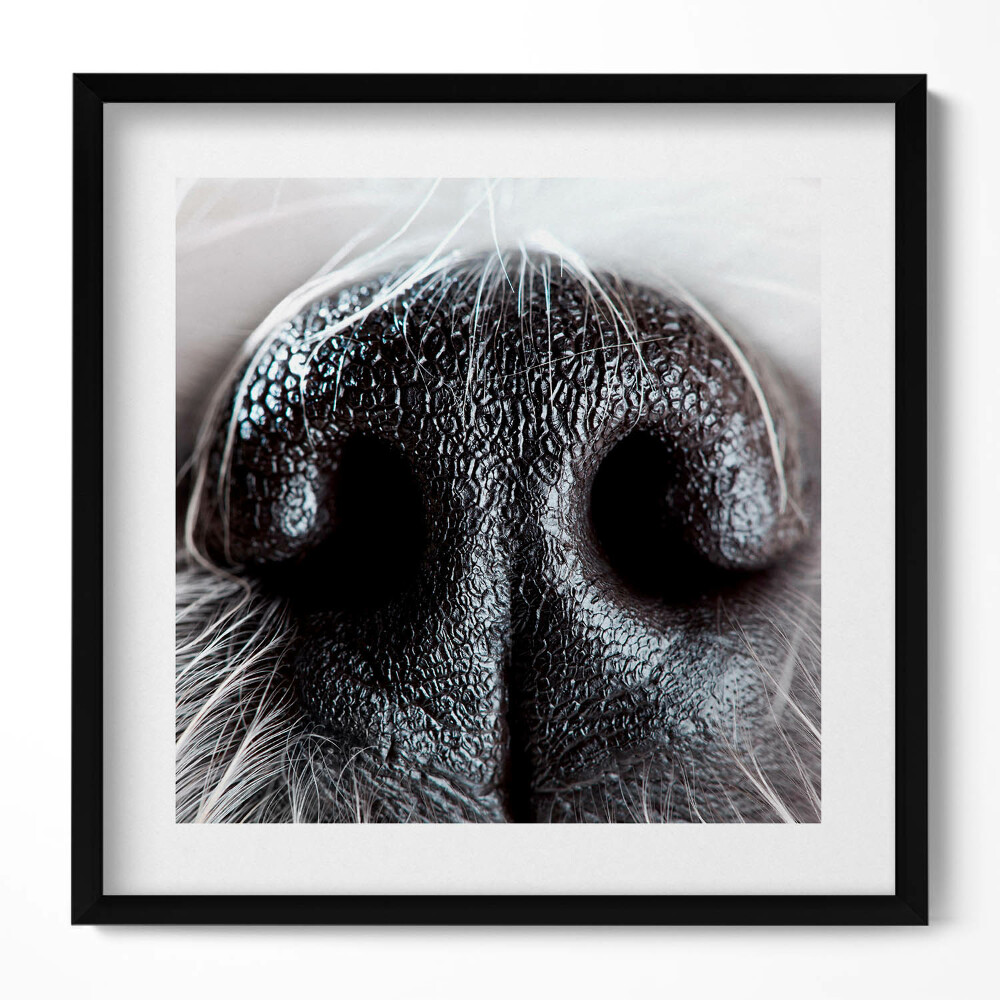 Keretezett falikép Fekete lóorr közeli felvétel