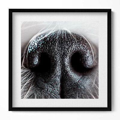Keretezett falikép Fekete lóorr közeli felvétel