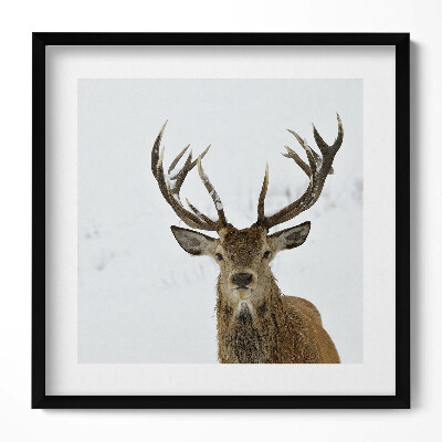 Keretezett falikép Szarvas hóban impozáns agancsokkal