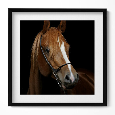 Keretezett falikép Kifinomult lóportré