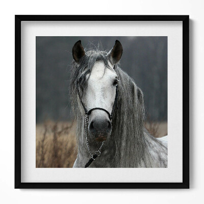 Keretezett falikép Szürke ló portréja