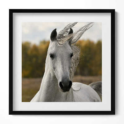 Keretezett falikép Fehér ló portréja