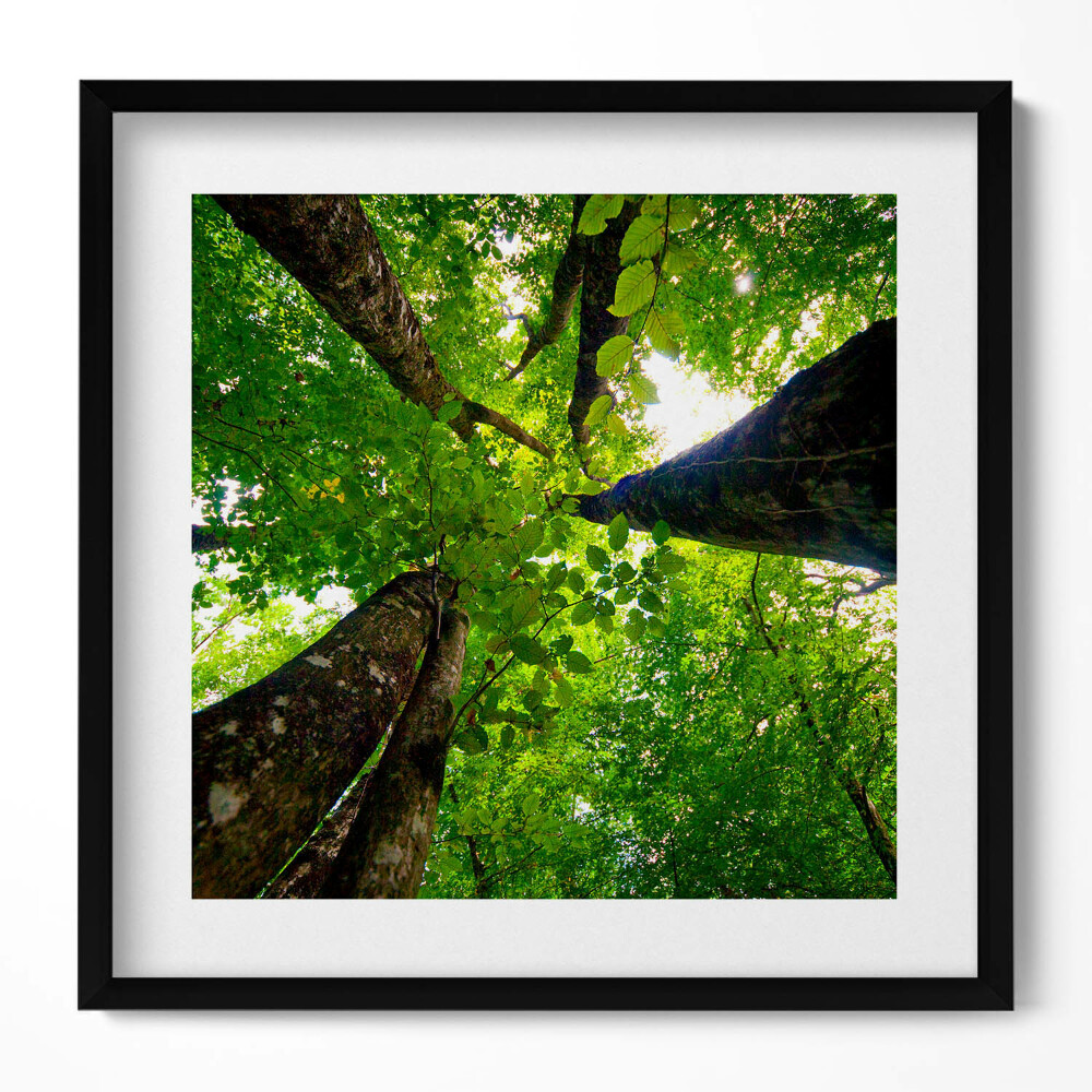 Keretezett falikép Fák lombkoronája zöld színek