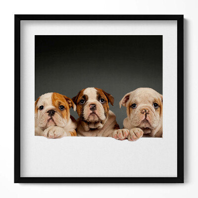 Keretezett falikép Kutyák arca barátságos kifejezéssel